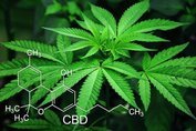 Hanf enthält viele wertvolle Pflanzstoffe, wie CBD oder Terpene.